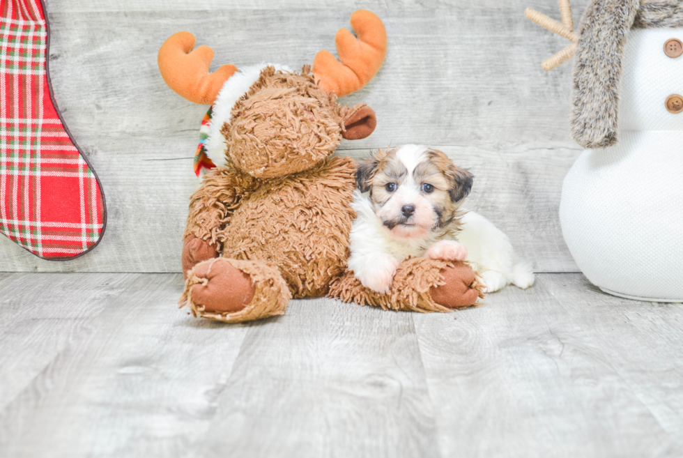 Teddy Bear Pup Being Cute