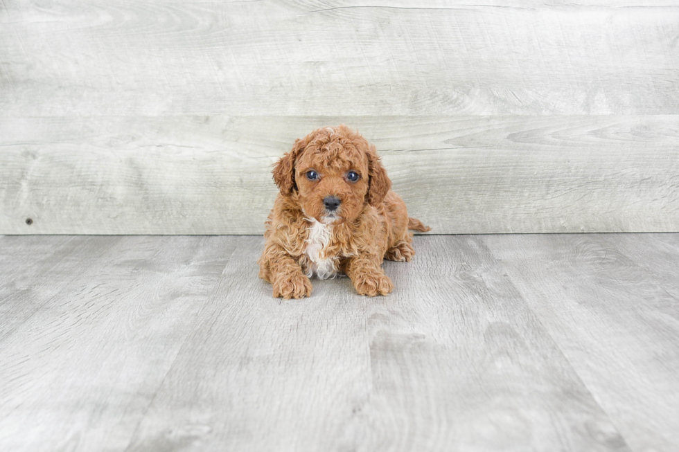 Cute Cavapoo Baby