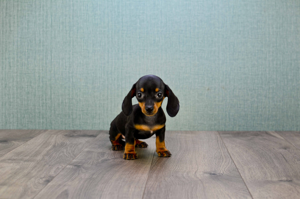 Best Dachshund Baby