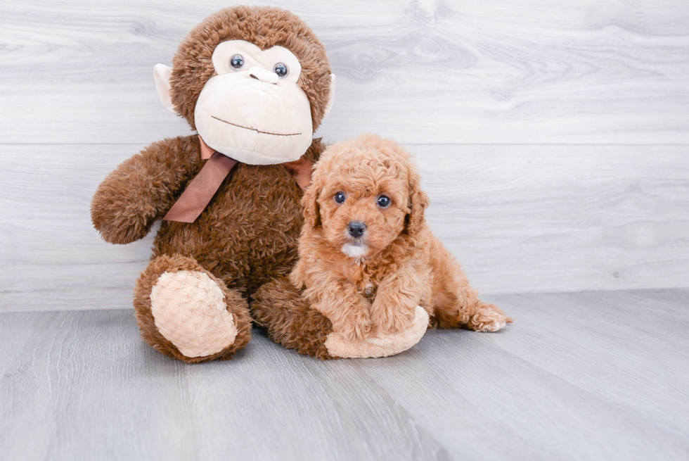 Best Cavapoo Baby