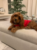 Playful Cavapoo Pup