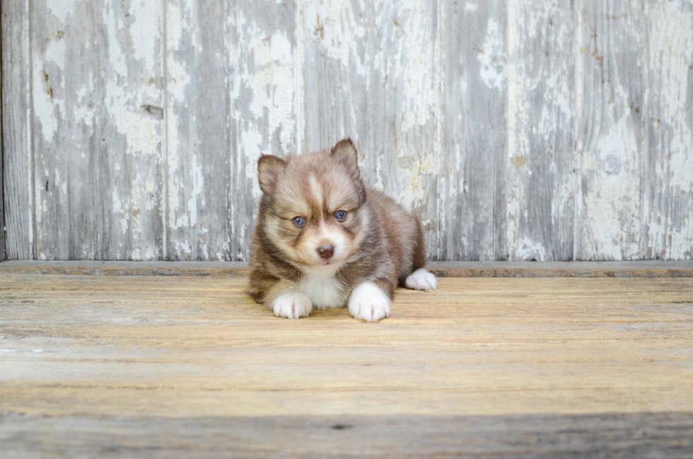 Funny Pomsky Designer Pup