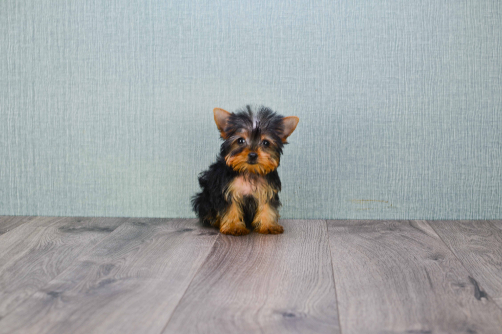 Meet Steph - our Yorkshire Terrier Puppy Photo 