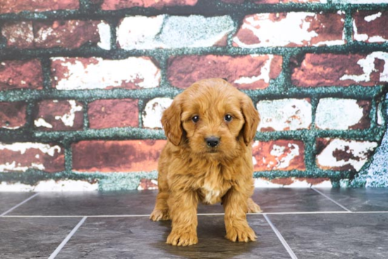 Hypoallergenic Golden Retriever Poodle Mix Puppy