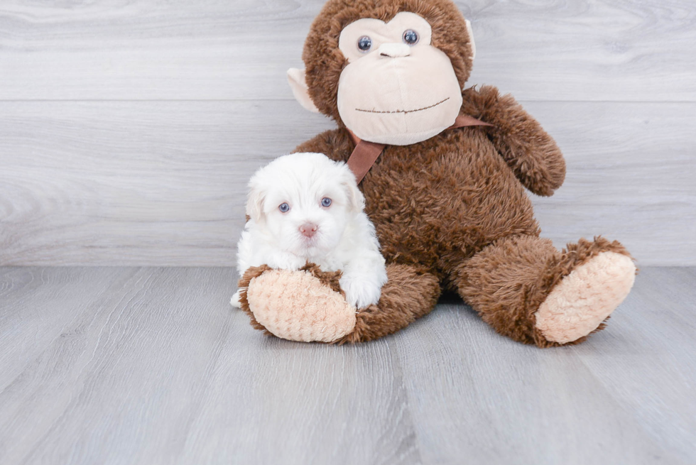 Havanese Puppy for Adoption