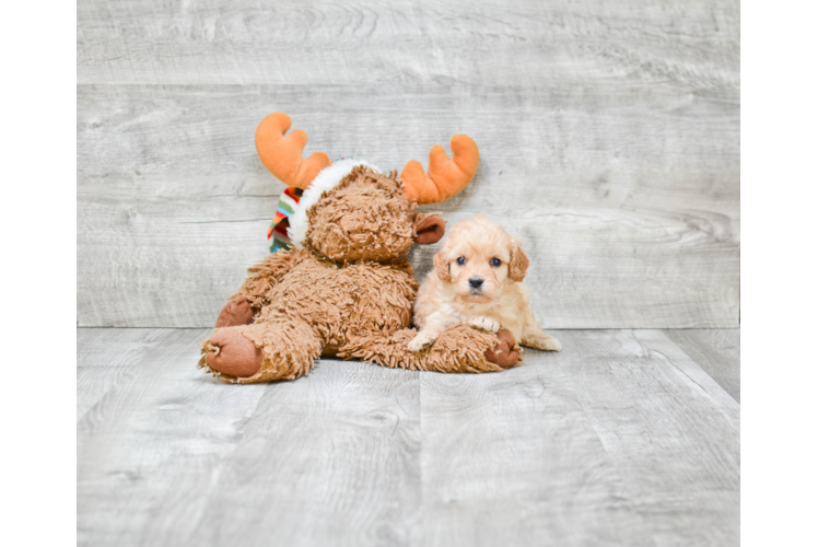 Cavapoo Pup Being Cute