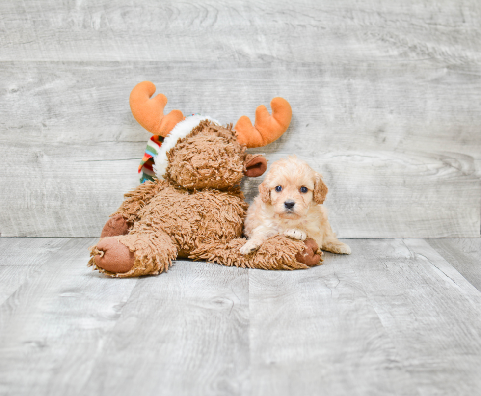 Cavapoo Pup Being Cute