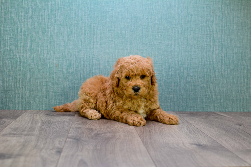 Happy Mini Goldendoodle Baby