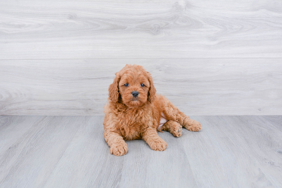 Cavapoo Puppy for Adoption