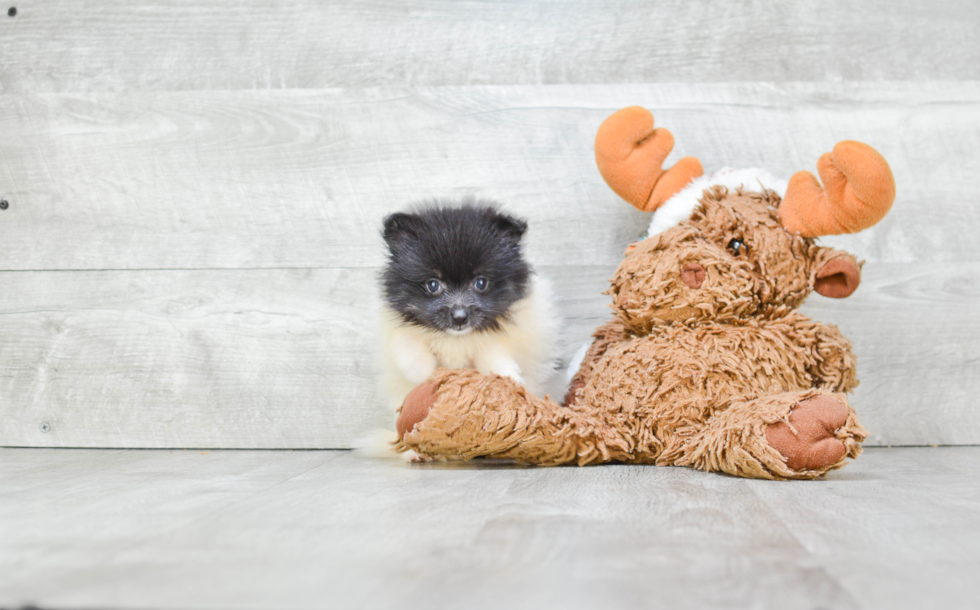 Hypoallergenic Pomeranian Purebred Pup