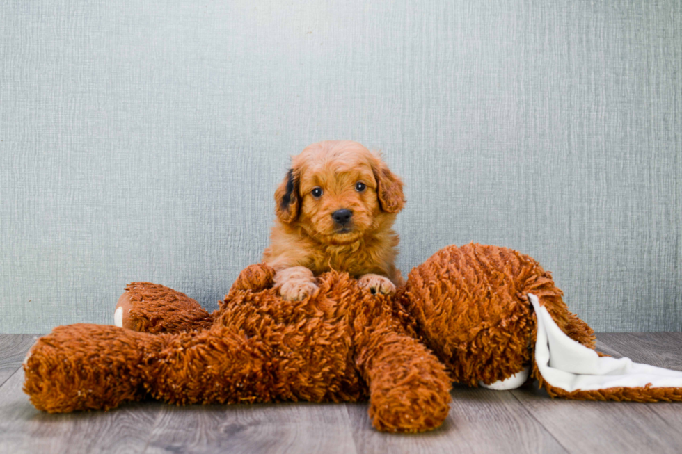 Mini Goldendoodle Puppy for Adoption