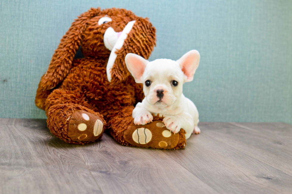 Friendly French Bulldog Baby