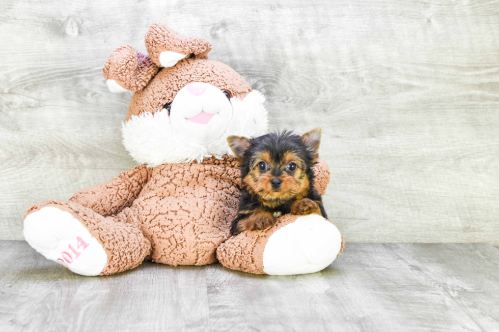 Meet Joey - our Yorkshire Terrier Puppy Photo 