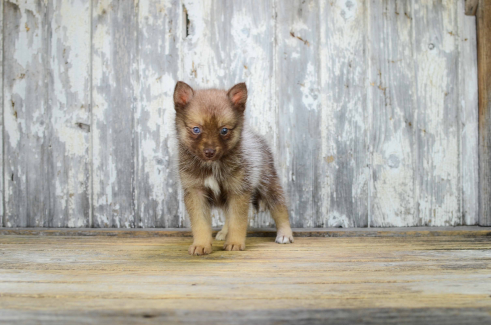 Best Pomsky Baby