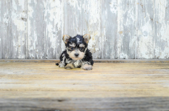 Petite Morkie Designer Pup