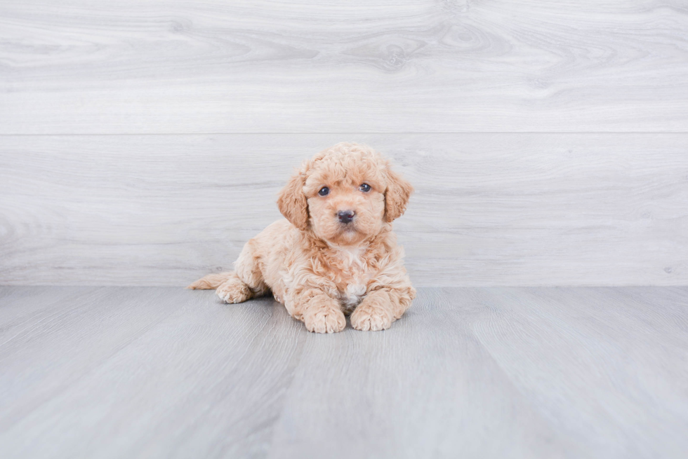 Maltipoo Puppy for Adoption