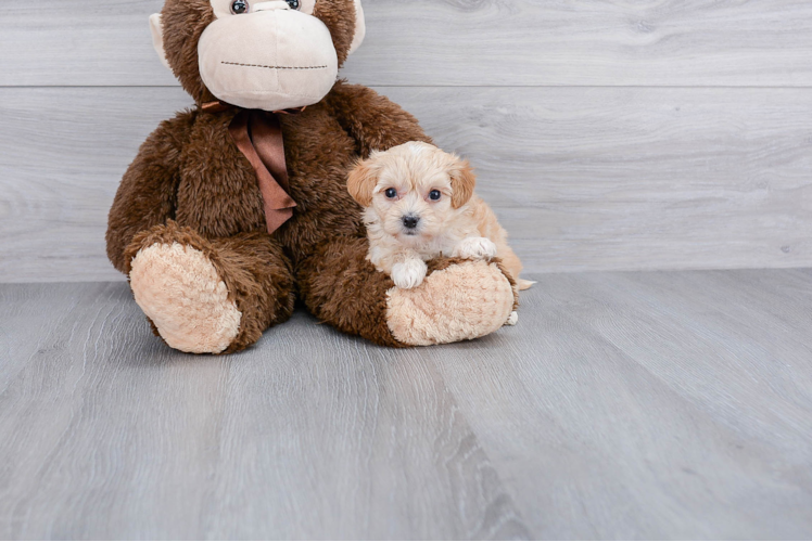 Sweet Maltipoo Baby