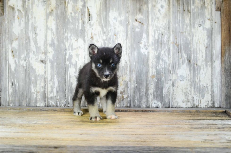 Fluffy Pomsky Designer Pup