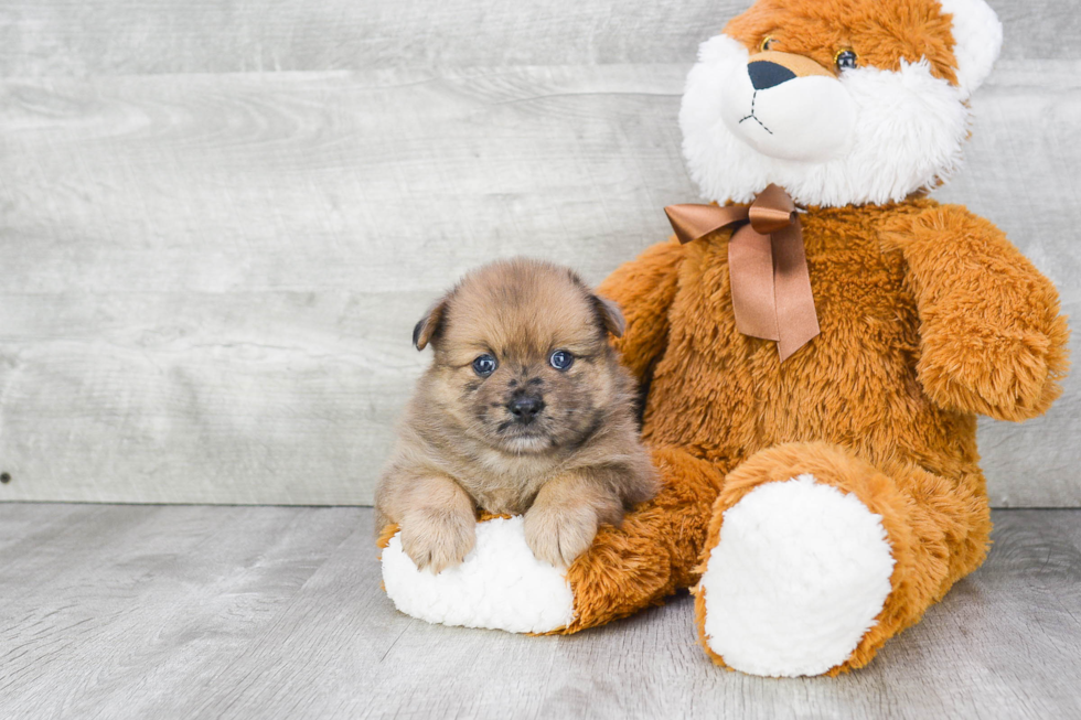 Small Pomeranian Purebred Pup