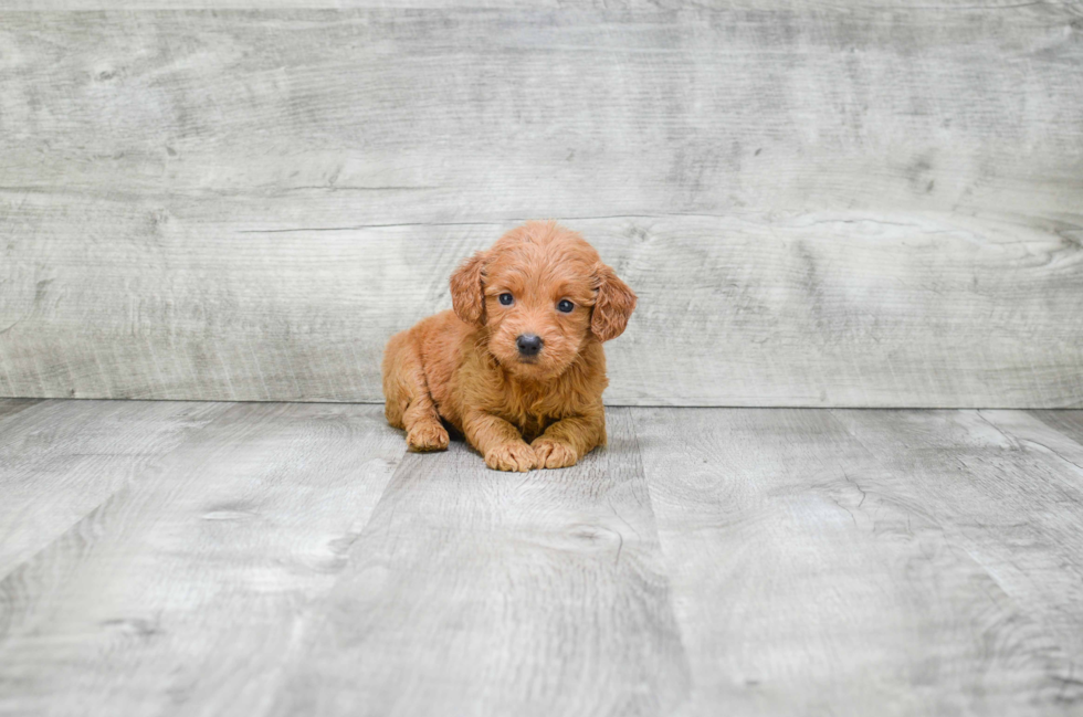 Mini Goldendoodle Puppy for Adoption