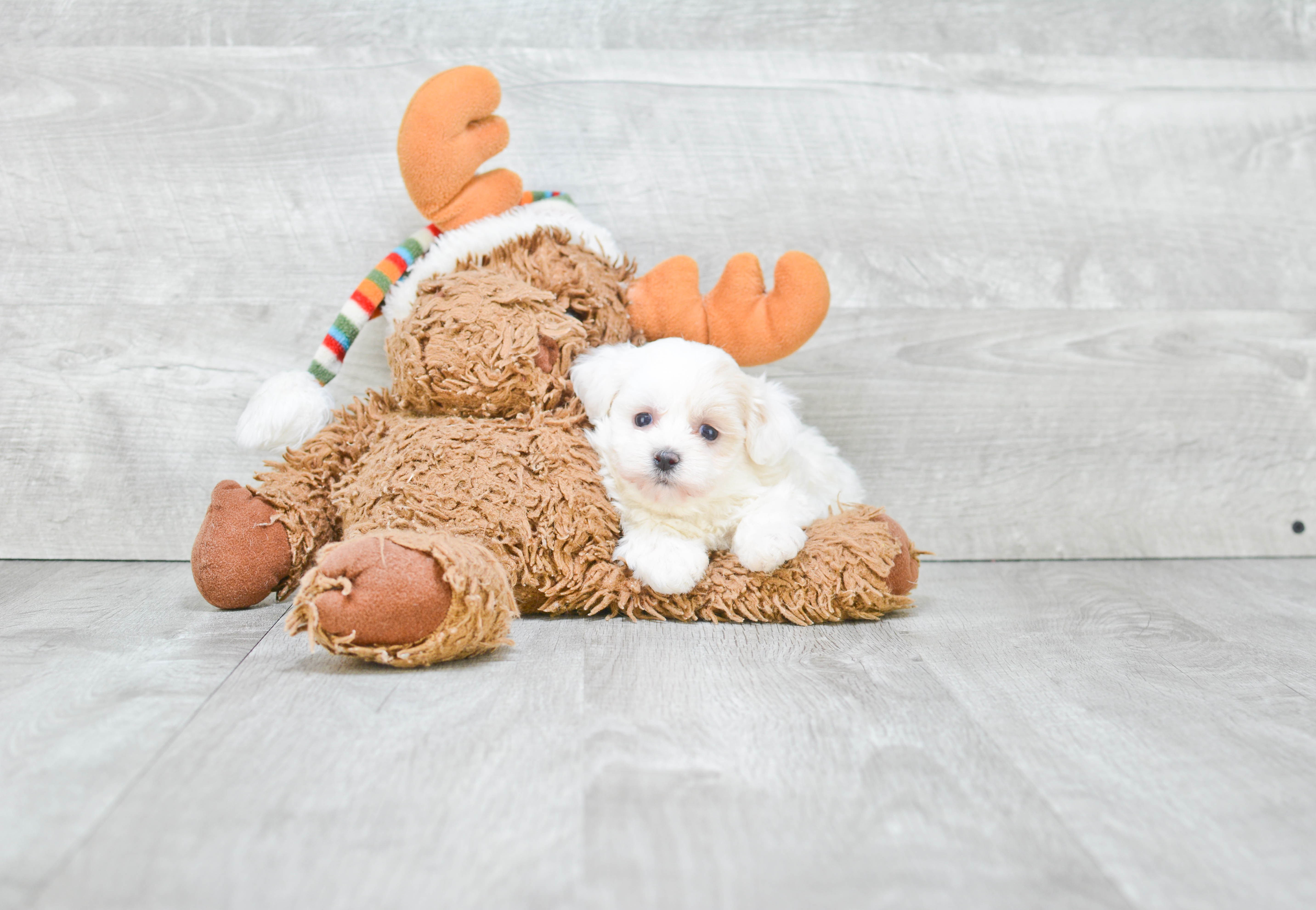 Maltipoo Puppy for Adoption