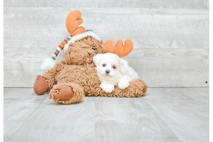 Maltipoo Puppy for Adoption