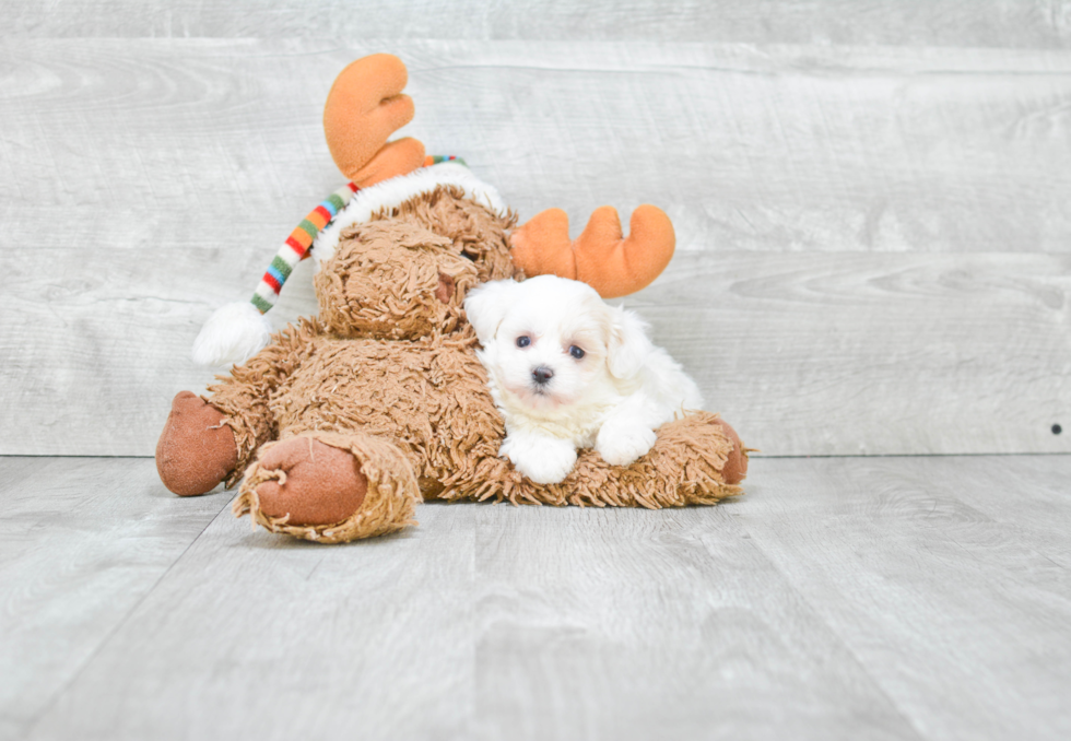 Maltipoo Puppy for Adoption