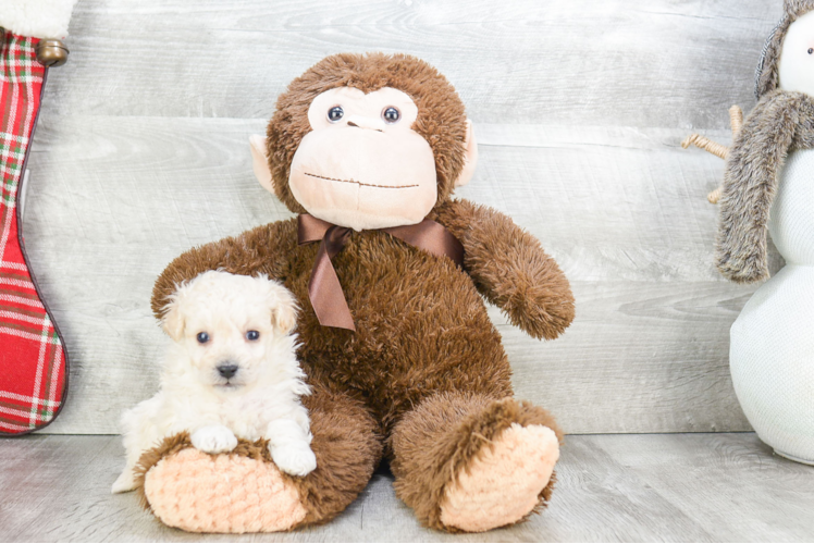 Smart Maltipoo Poodle Mix Pup