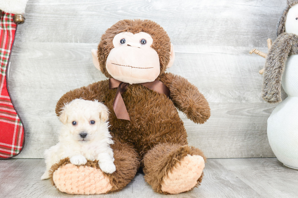 Smart Maltipoo Poodle Mix Pup