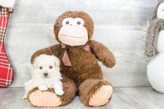 Smart Maltipoo Poodle Mix Pup