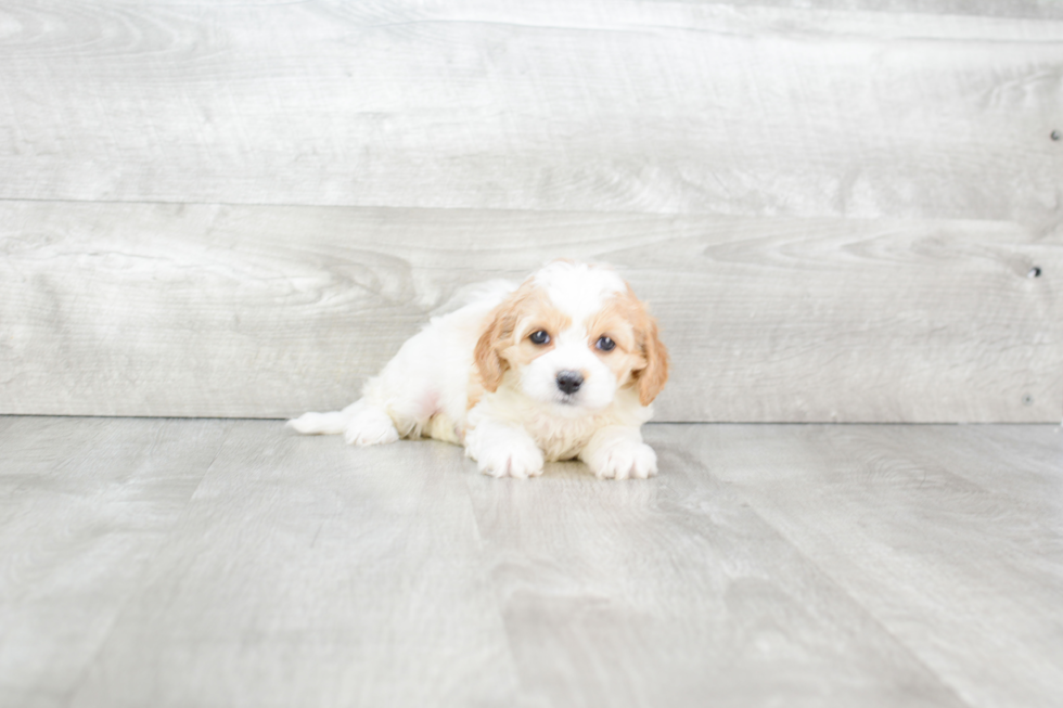 Friendly Cavapoo Baby