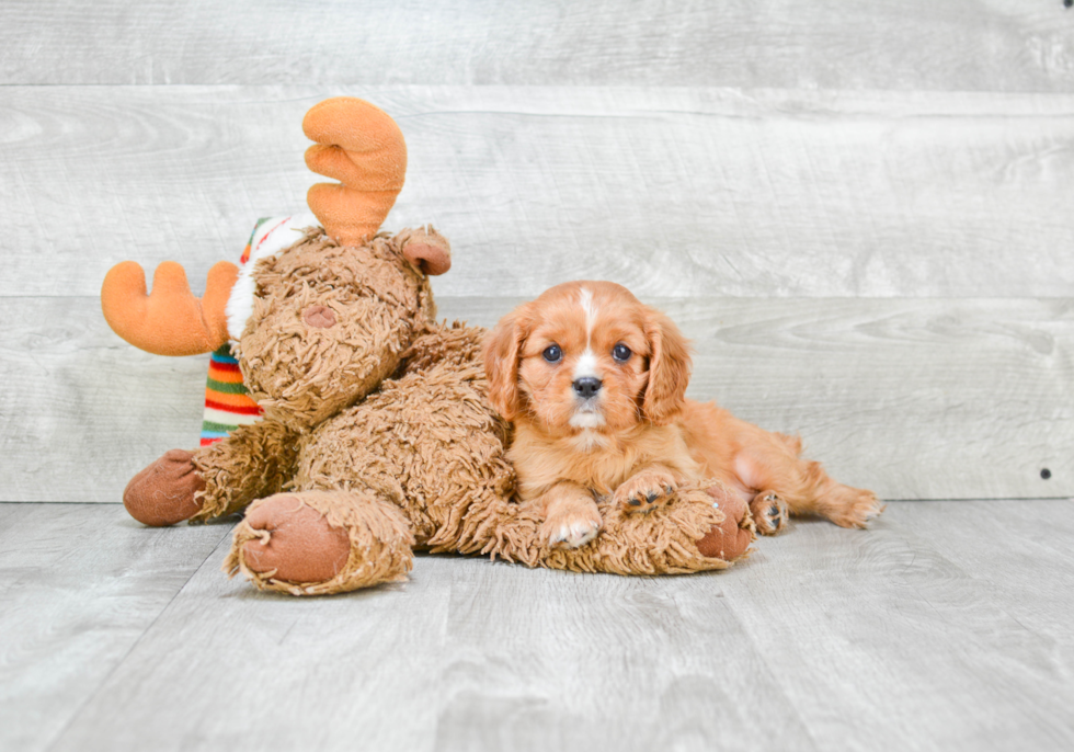 Cavalier King Charles Spaniel Pup Being Cute