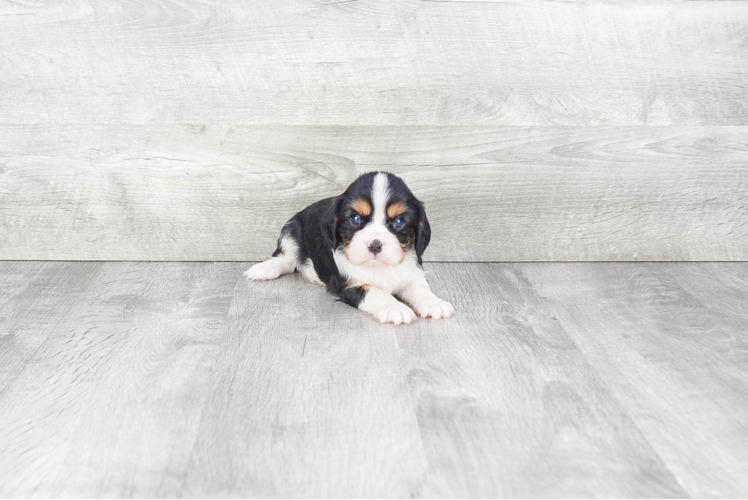 Cavalier King Charles Spaniel Pup Being Cute