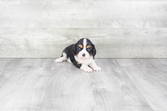 Cavalier King Charles Spaniel Pup Being Cute