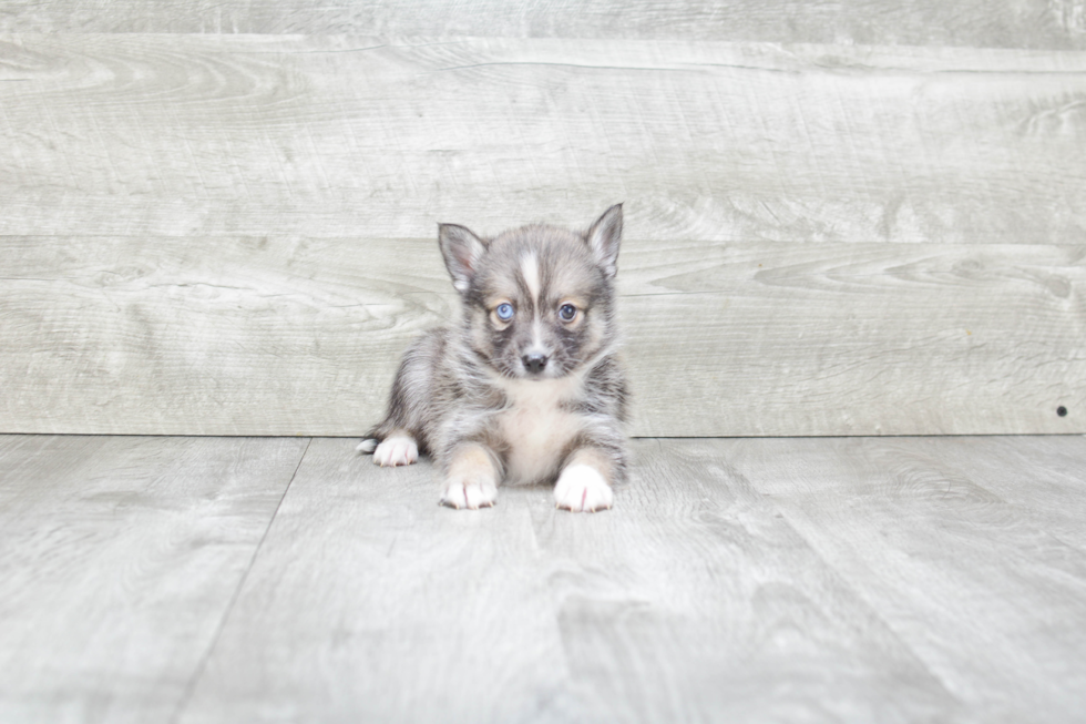 Pomsky Pup Being Cute