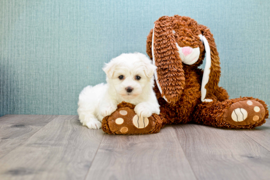 Friendly Maltipoo Baby