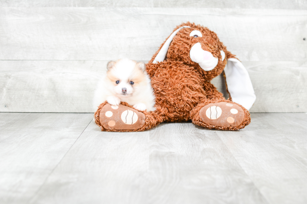 Fluffy Pomeranian Purebred Puppy