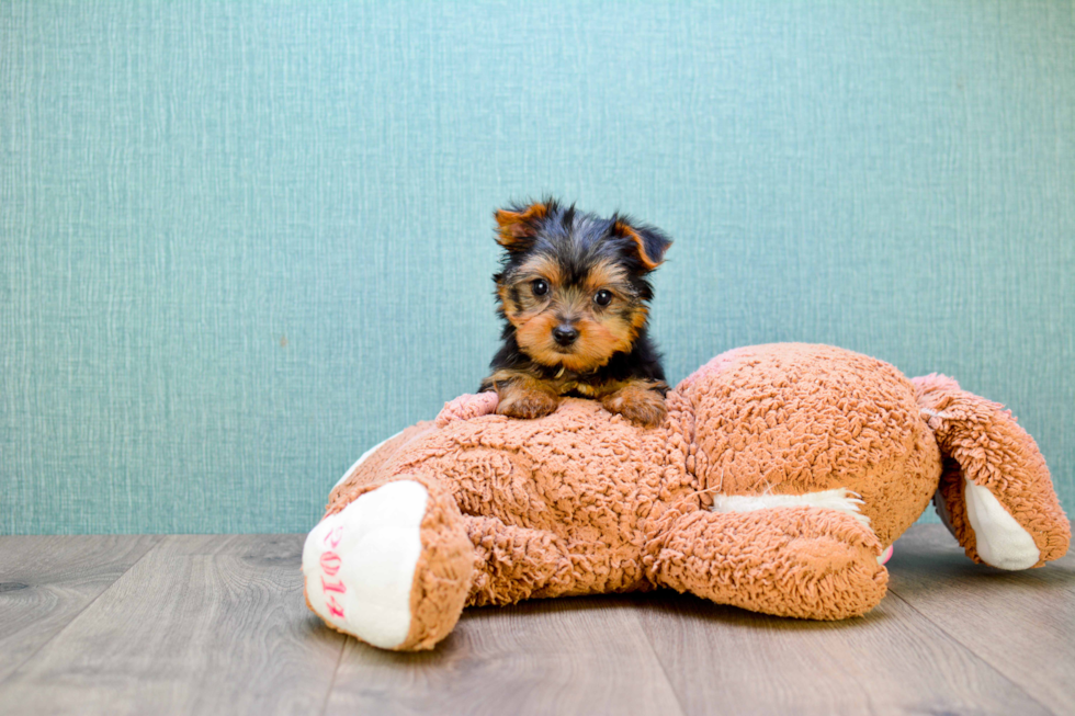 Meet Timmy - our Yorkshire Terrier Puppy Photo 