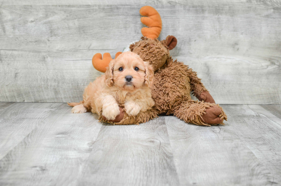 Petite Cavapoo Poodle Mix Pup