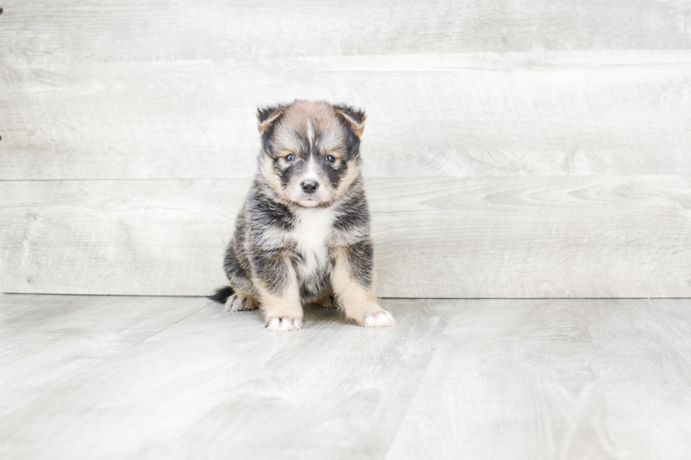 Little Mini Husky Designer Puppy