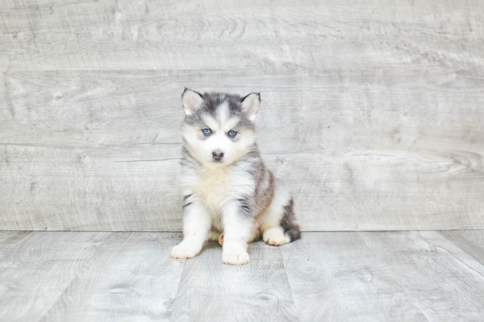 Hypoallergenic Mini Husky Designer Puppy