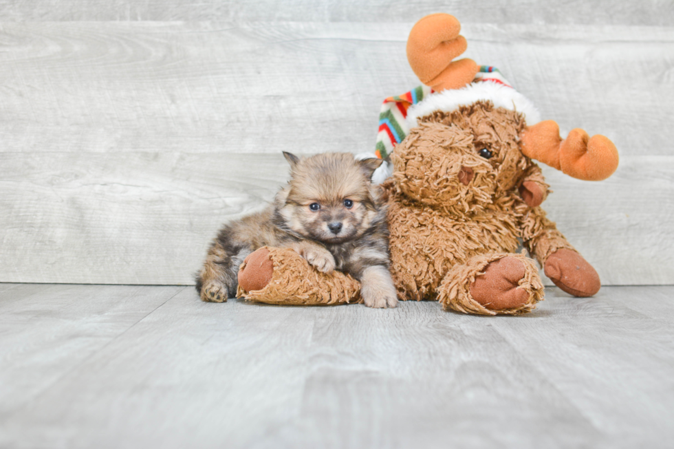 Pomeranian Pup Being Cute