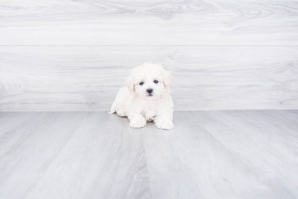 Akc Registered Havanese Baby