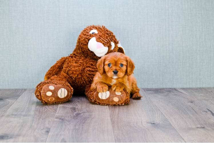 Cavalier King Charles Spaniel Pup Being Cute