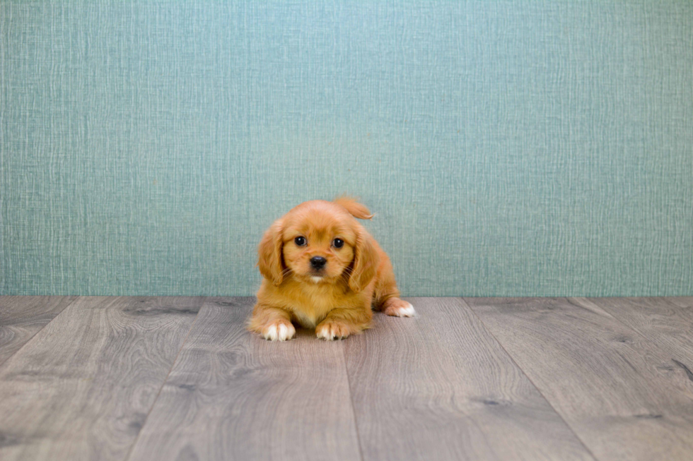 Cavachon Pup Being Cute