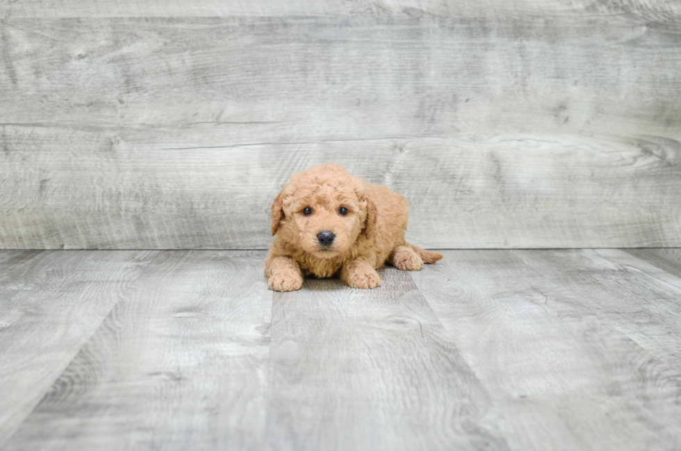 Petite Mini Goldendoodle Poodle Mix Pup