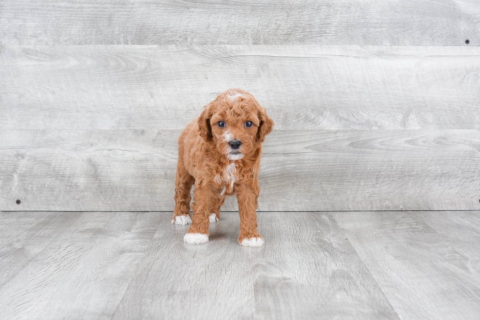 Funny Mini Goldendoodle Poodle Mix Pup