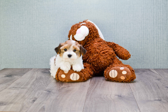 Morkie Pup Being Cute