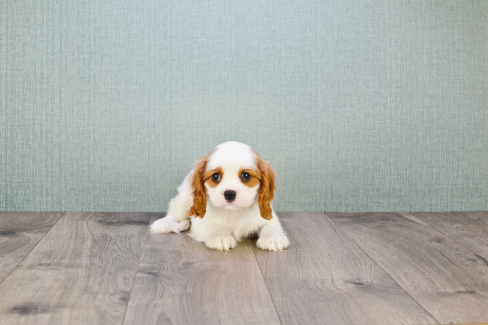 Cavalier King Charles Spaniel Puppy for Adoption