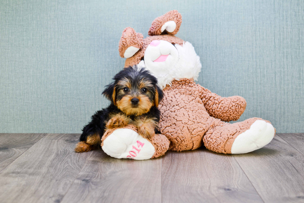 Meet Snickers - our Yorkshire Terrier Puppy Photo 